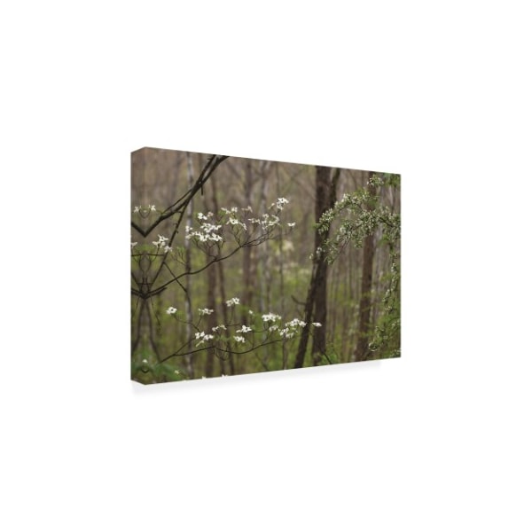 Kurt Shaffer Photographs 'White Blooming Trees In The Forest' Canvas Art,30x47